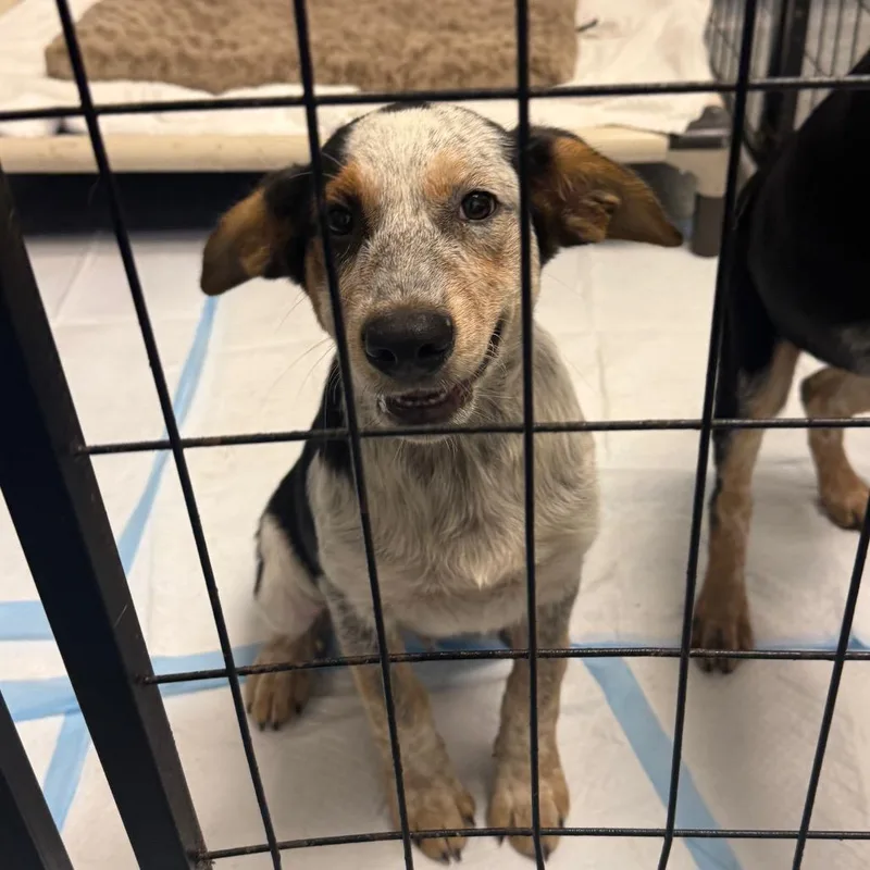 A young small-sized male Cattle Dog dog named Cash for adoption in Houston, TX