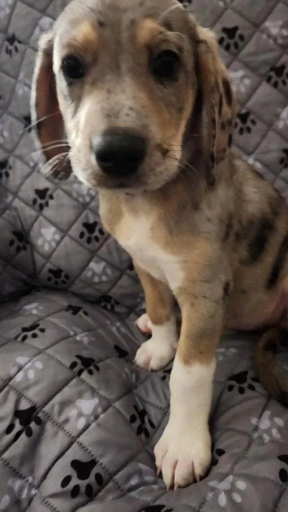 A baby large-sized female Mountain Dog dog named Sparkle for adoption in St. Augustine, FL