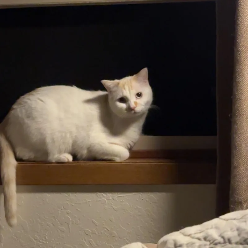 An adult small-sized male White Turkish Van cat named KasperKiitty for adoption in Rochester, MN