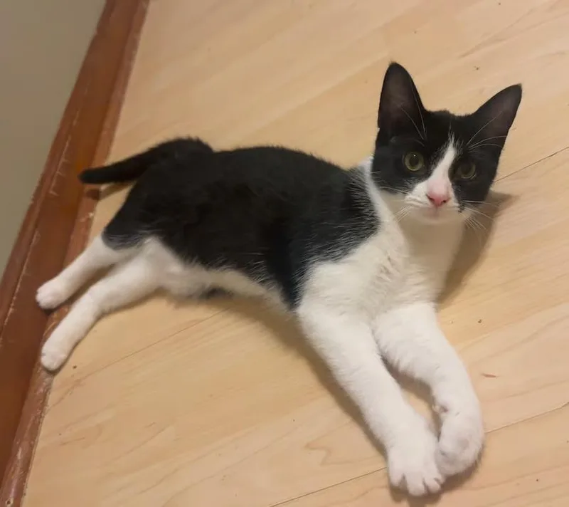 A baby medium-sized female Black & White / Tuxedo Domestic Short Hair cat named Lucky Luciano for adoption in Kalamazoo, MI