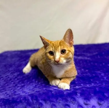 A baby small-sized male Domestic Short Hair cat named Cone for adoption in Visalia, CA