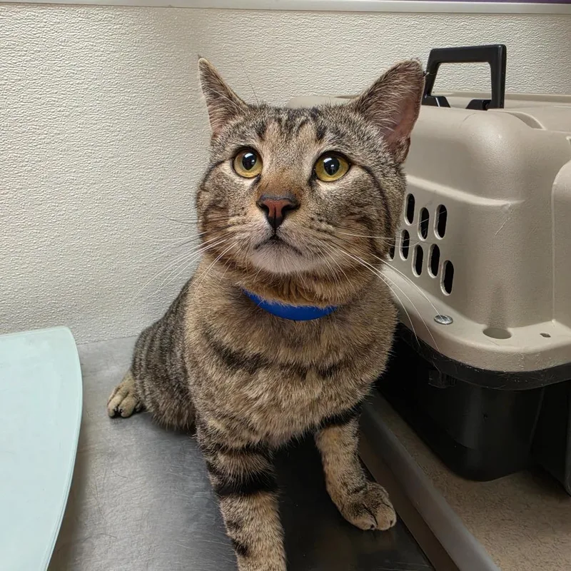 An adult large-sized male Brown / Chocolate Domestic Short Hair cat named Stray Hold  Artemis for adoption in Albuquerque, NM