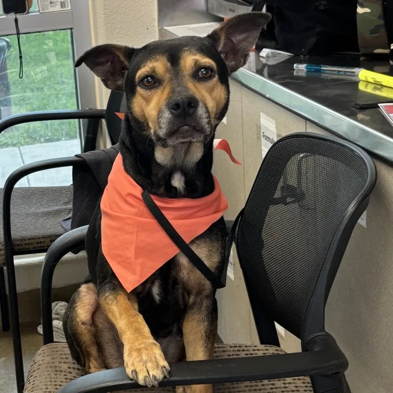 An adult medium-sized female Black Shepherd dog named Ivy for adoption in Hagerstown, MD