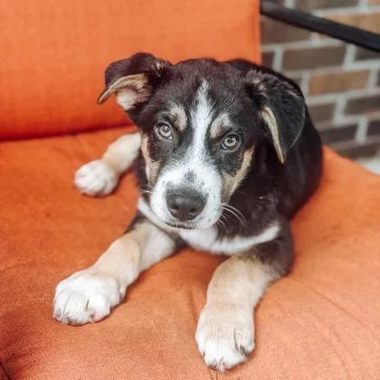 A baby large-sized male Shepherd dog named Rick for adoption in Morton Grove, IL