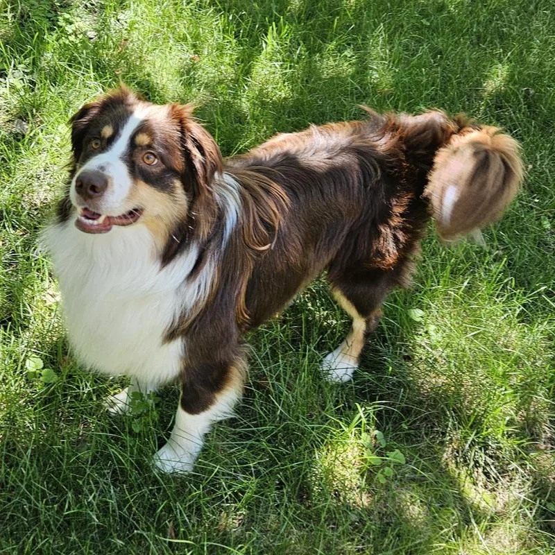 A young medium-sized male Brown / Chocolate Australian Shepherd dog named Octavius for adoption in South Elgin, IL