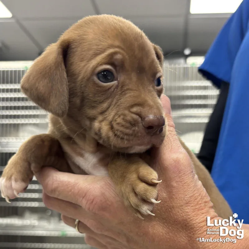 A baby medium-sized female Retriever dog named Cocoa for adoption in Washington, DC