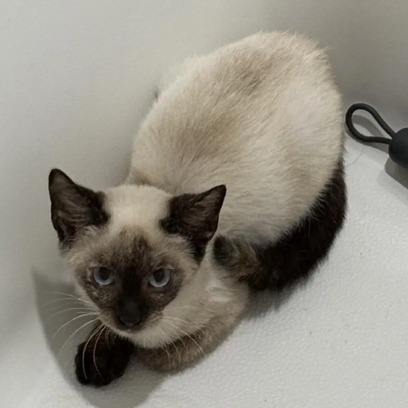 A baby medium-sized female Cream / Ivory Siamese cat named Willow for adoption in Richmond, VA