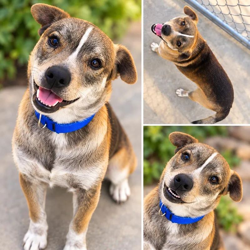 An adult small-sized male Yellow / Tan / Blond / Fawn Mixed Breed dog named Ike for adoption in Uniontown, PA
