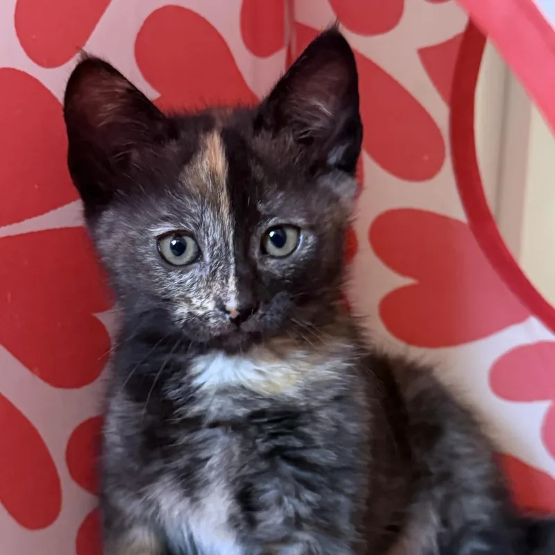 A baby small-sized female Torbie Domestic Short Hair cat named Wednesday for adoption in Pleasanton, CA