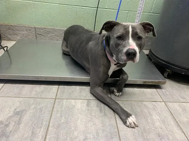 An adult large-sized female American Staffordshire Terrier dog named Poppy for adoption in Grand Prairie, TX