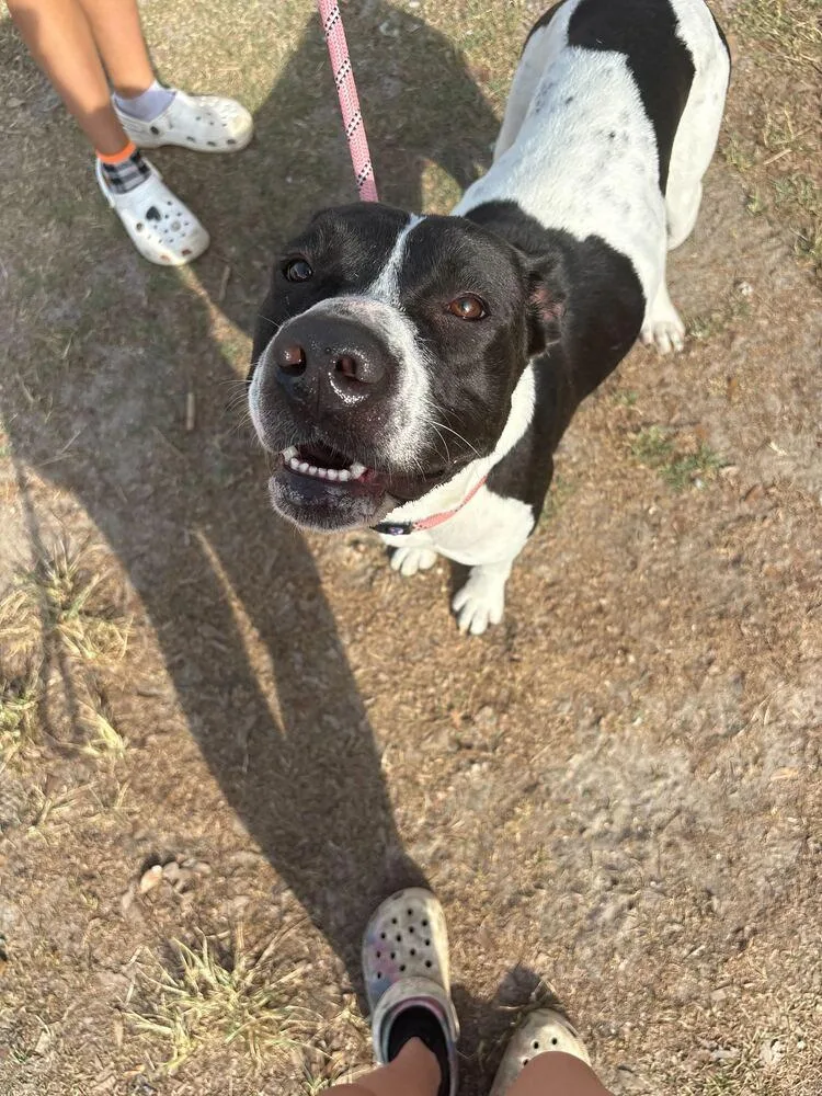 An adult medium-sized female Tricolor (Brown, Black, & White) American Bulldog dog named Juniper for adoption in Lakeland, FL