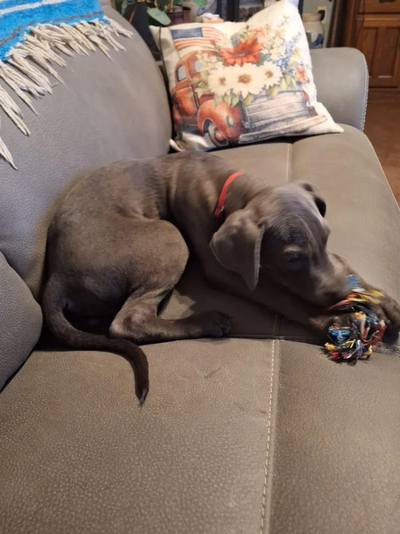 A baby medium-sized male Labrador Retriever dog named Tyrion for adoption in Houston, TX