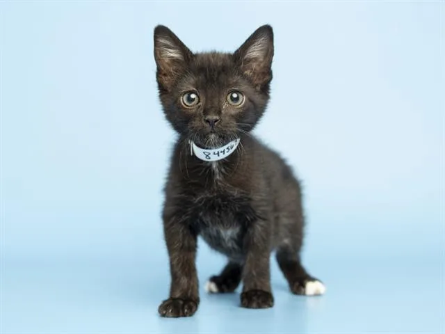 A baby small-sized female Domestic Short Hair cat named Zoey for adoption in Phoenix, AZ