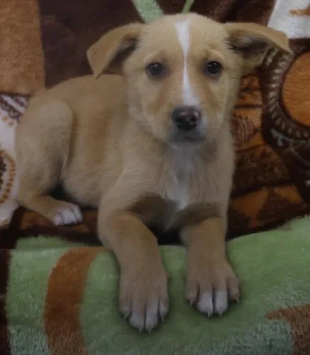 A baby medium-sized male Shepherd dog named Trek for adoption in Thief River Falls, MN