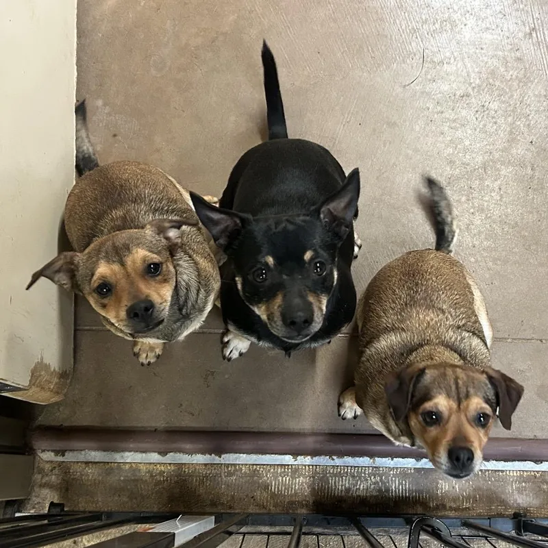 An adult small-sized male Brown / Chocolate Chihuahua dog named Francis Butler Campus! for adoption in Flagstaff, AZ