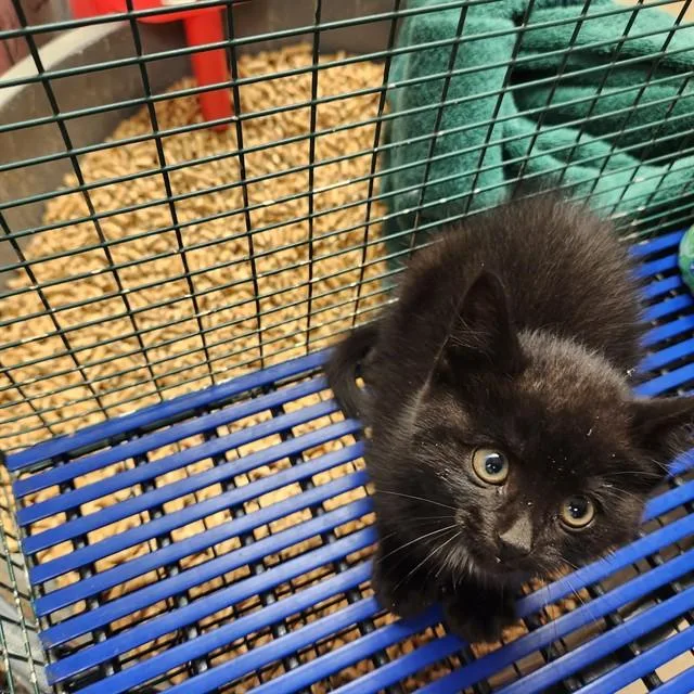 A baby small-sized female Domestic Medium Hair cat named Jenni for adoption in Fort Wayne, IN