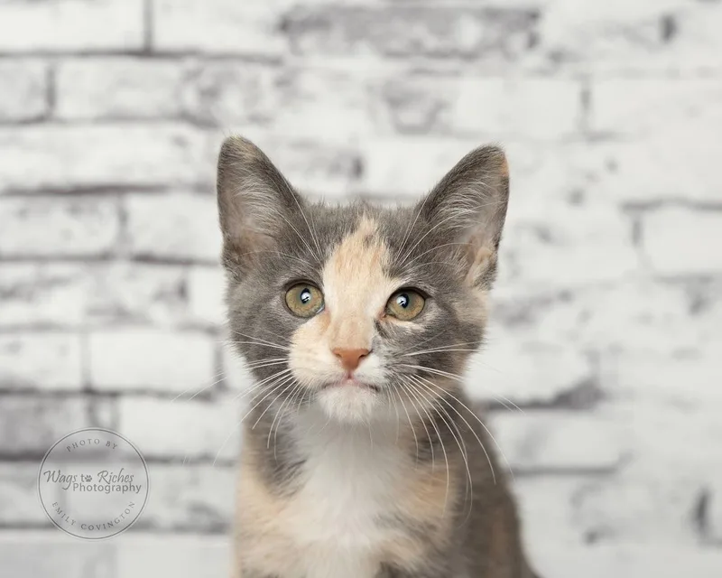 A baby medium-sized female Dilute Tortoiseshell cat named Brie Only for adoption in Tuscaloosa, AL