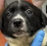 A baby small-sized male Australian Cattle Dog / Blue Heeler dog named Raptor Breeze for adoption in Waunakee, WI