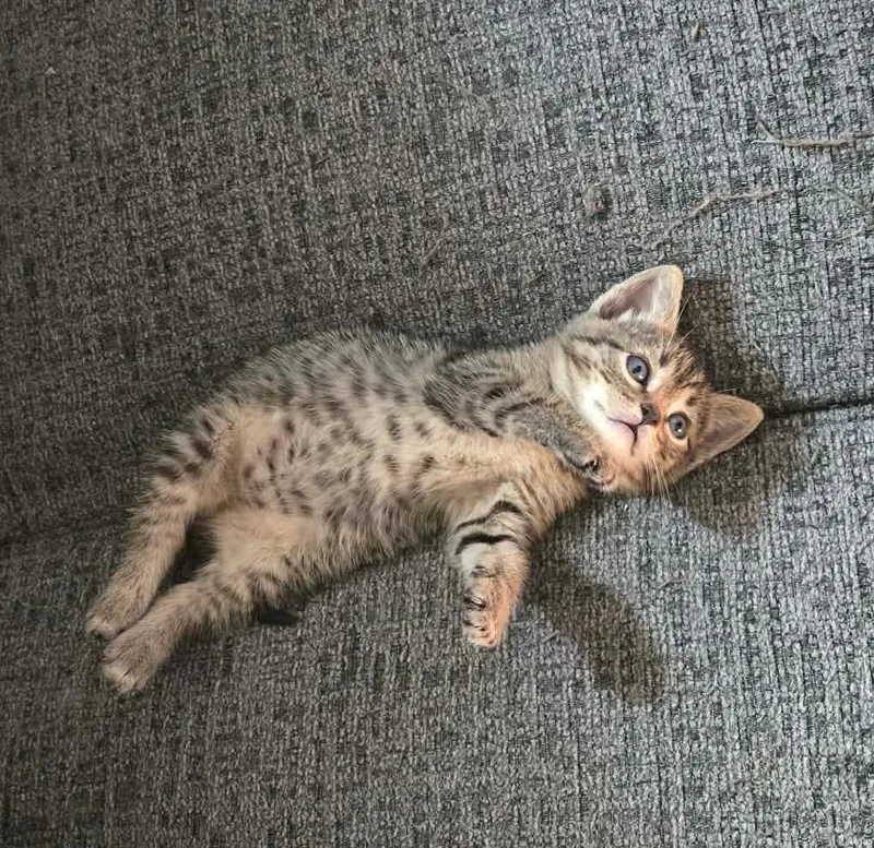 A baby small-sized male Domestic Short Hair cat named WallE for adoption in Ada, OK