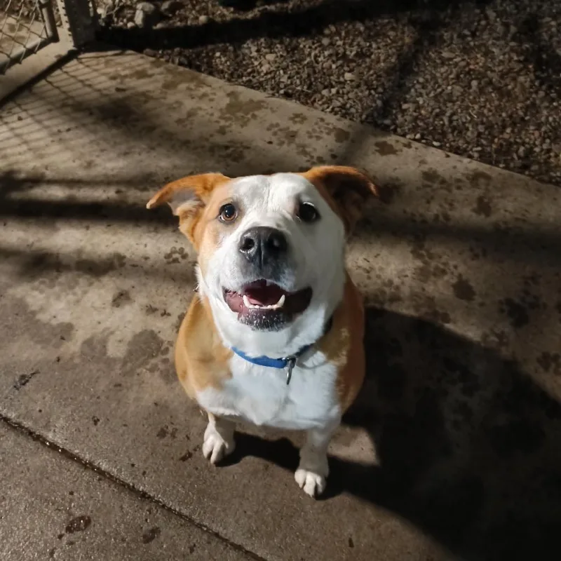 An adult large-sized female Brown / Chocolate Australian Shepherd dog named Belinda Carlisle for adoption in Branford, CT