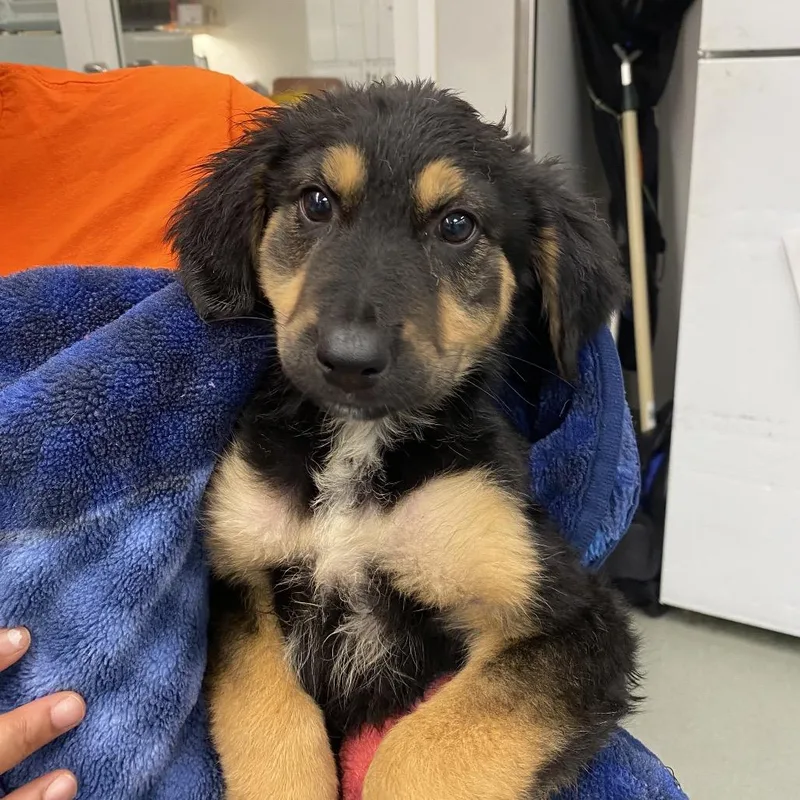 A baby small-sized female Black German Shepherd Dog dog named Button for adoption in Westminster, CA