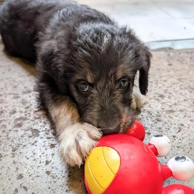 A baby large-sized male Bernese Mountain Dog dog named Melvin for adoption in Toledo, OH