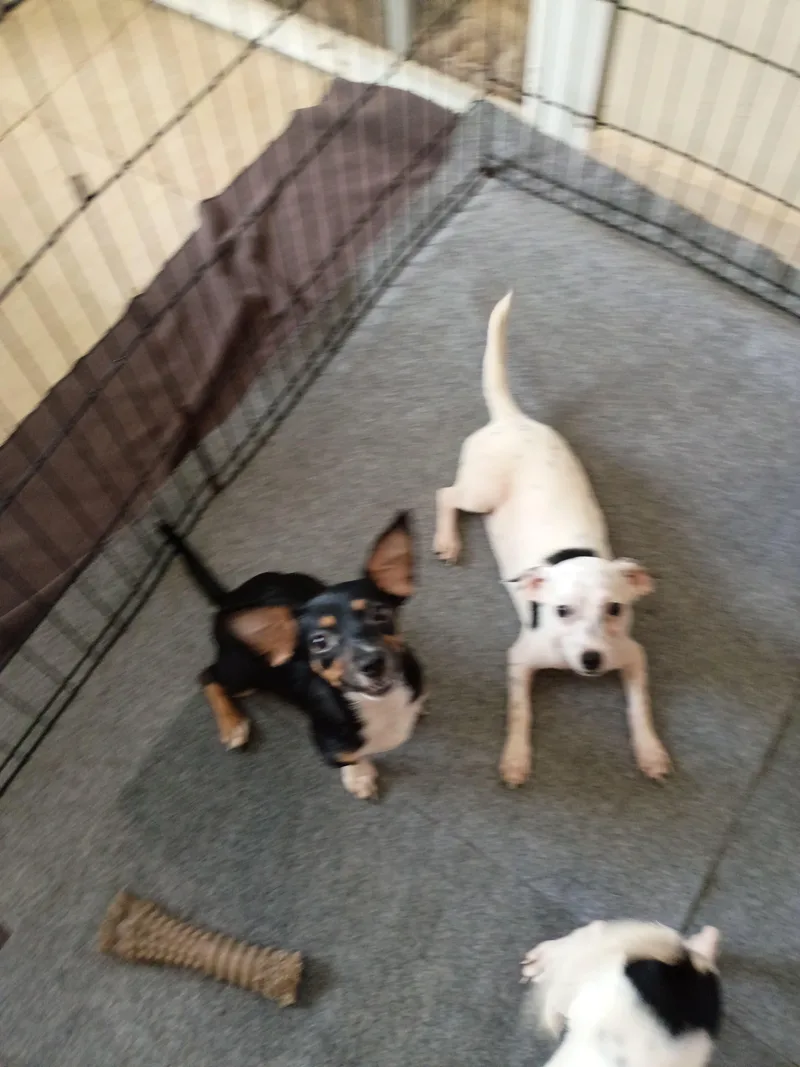 A baby small-sized female White / Cream Chihuahua dog named ROSE  super cuddly for adoption in New York, NY
