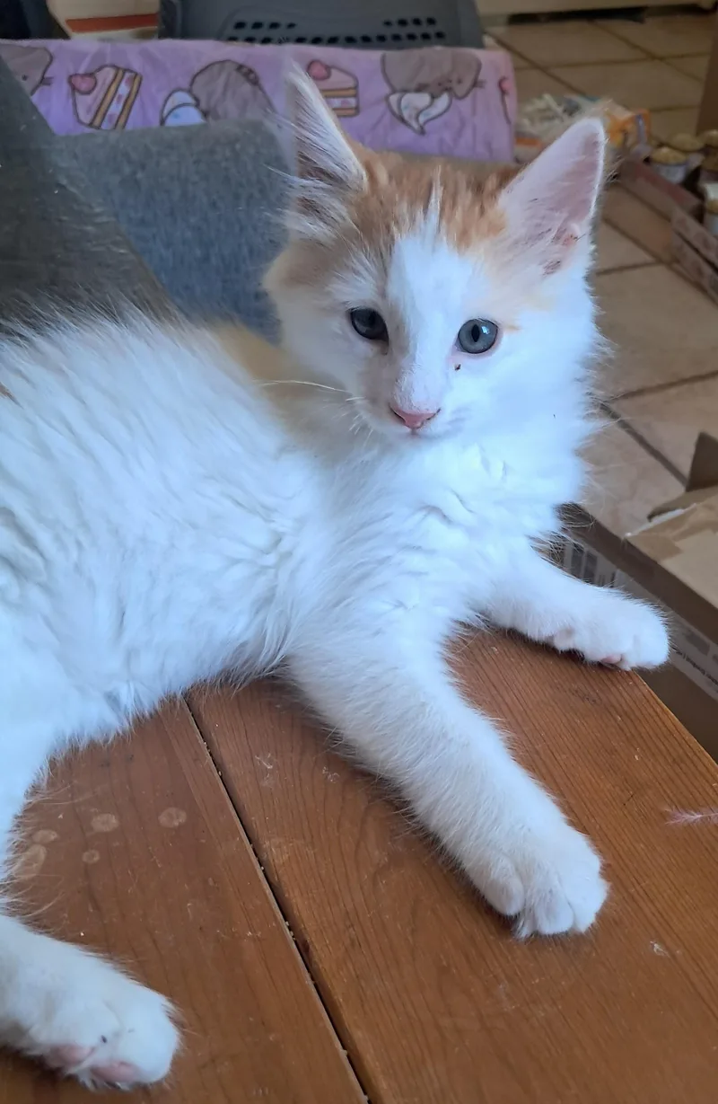 A baby small-sized male Orange & White Domestic Long Hair cat named Basil Mousebone for adoption in Orange, CA