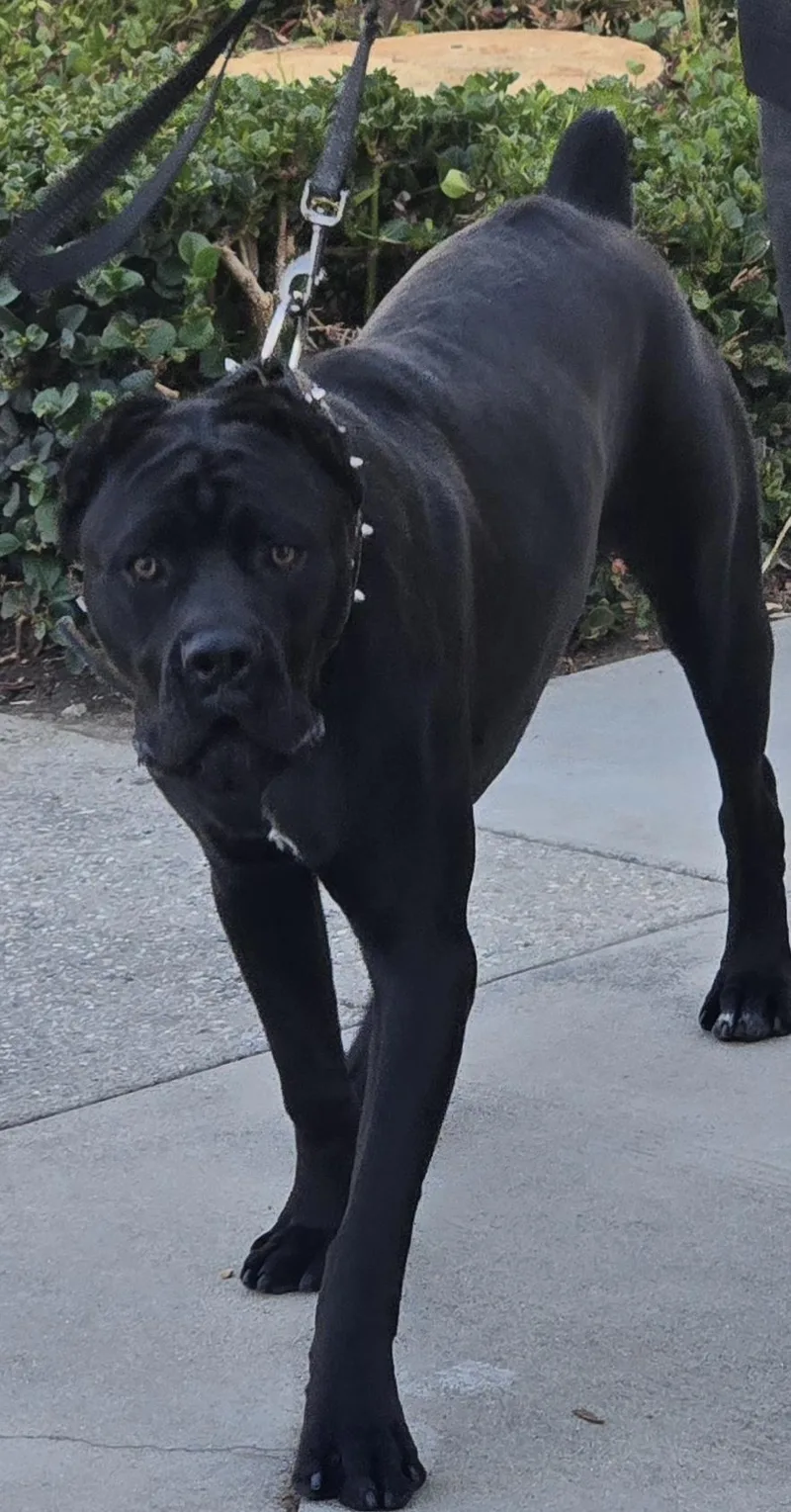 A young large-sized male Cane Corso dog named Raider for adoption in San Pedro, CA