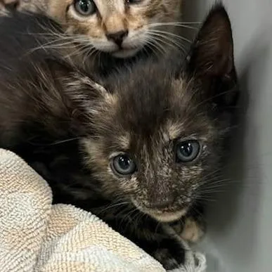 A baby small-sized female Domestic Short Hair cat named Molly for adoption in Bastrop, TX