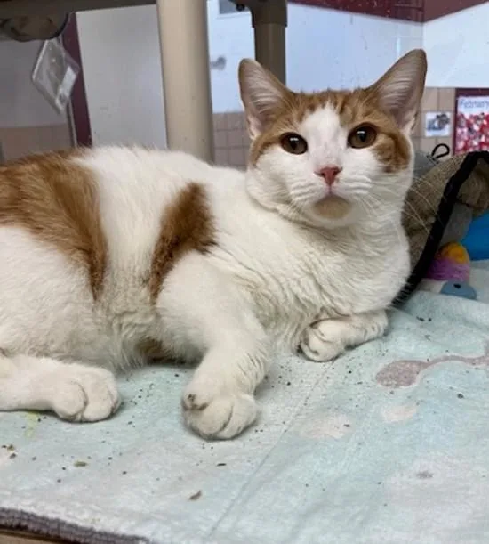 An adult medium-sized male Domestic Short Hair cat named John for adoption in Springfield, MA