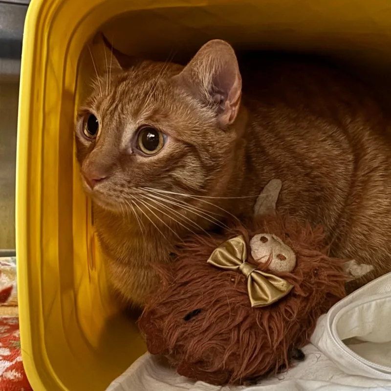 An adult large-sized male Orange / Red Domestic Short Hair cat named Goku for adoption in Manhattan, KS