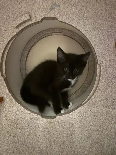 A baby medium-sized male Domestic Short Hair cat named Violin for adoption in Washington, DC