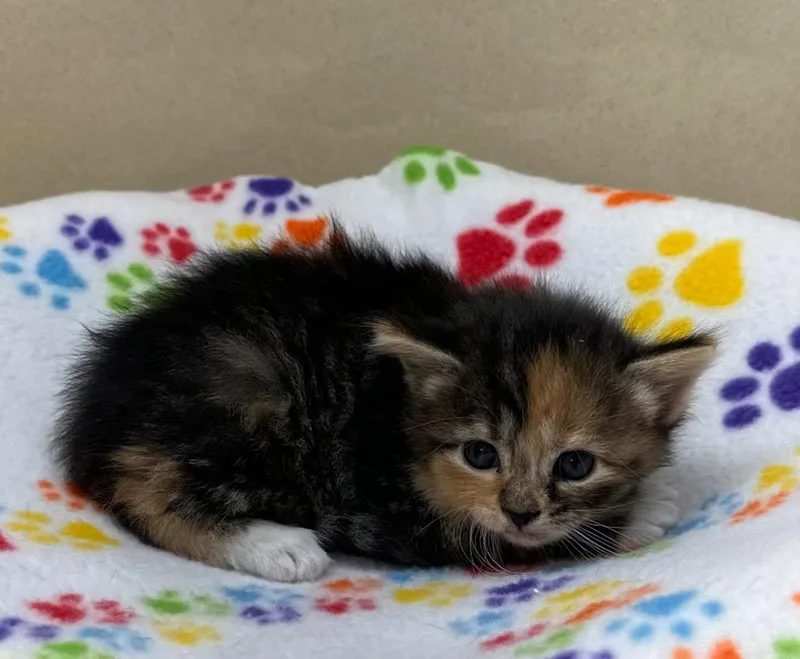 A baby small-sized female Domestic Short Hair cat named Hush for adoption in Washington Court House, OH