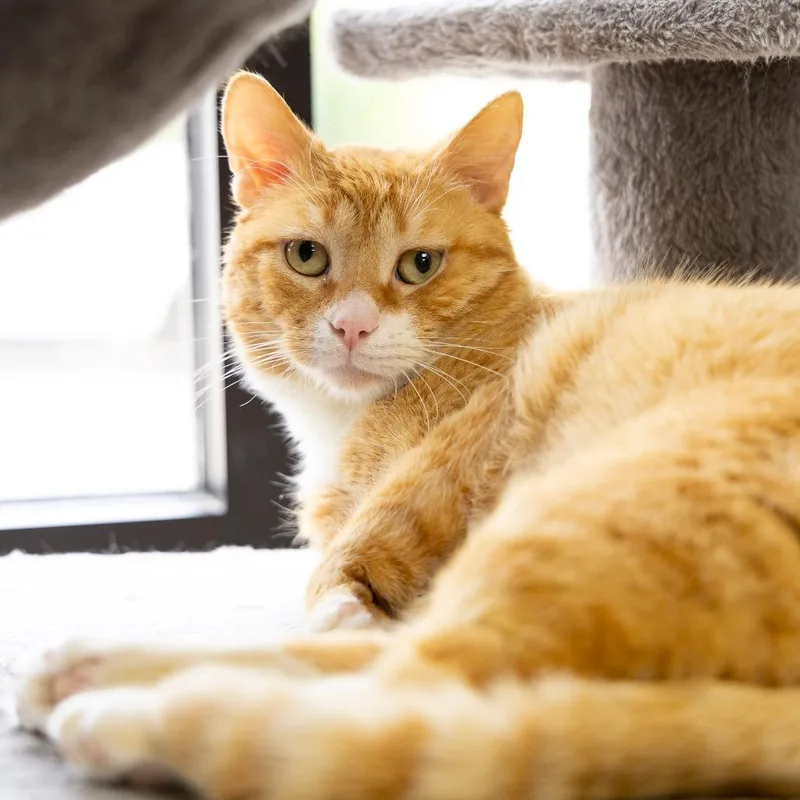 An adult large-sized male Domestic Short Hair cat named Crews for adoption in Gainesville, FL