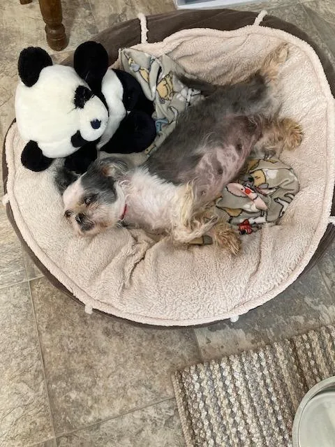 An adult medium-sized female Shih Tzu dog named Skylar for adoption in West Bloomfield, MI