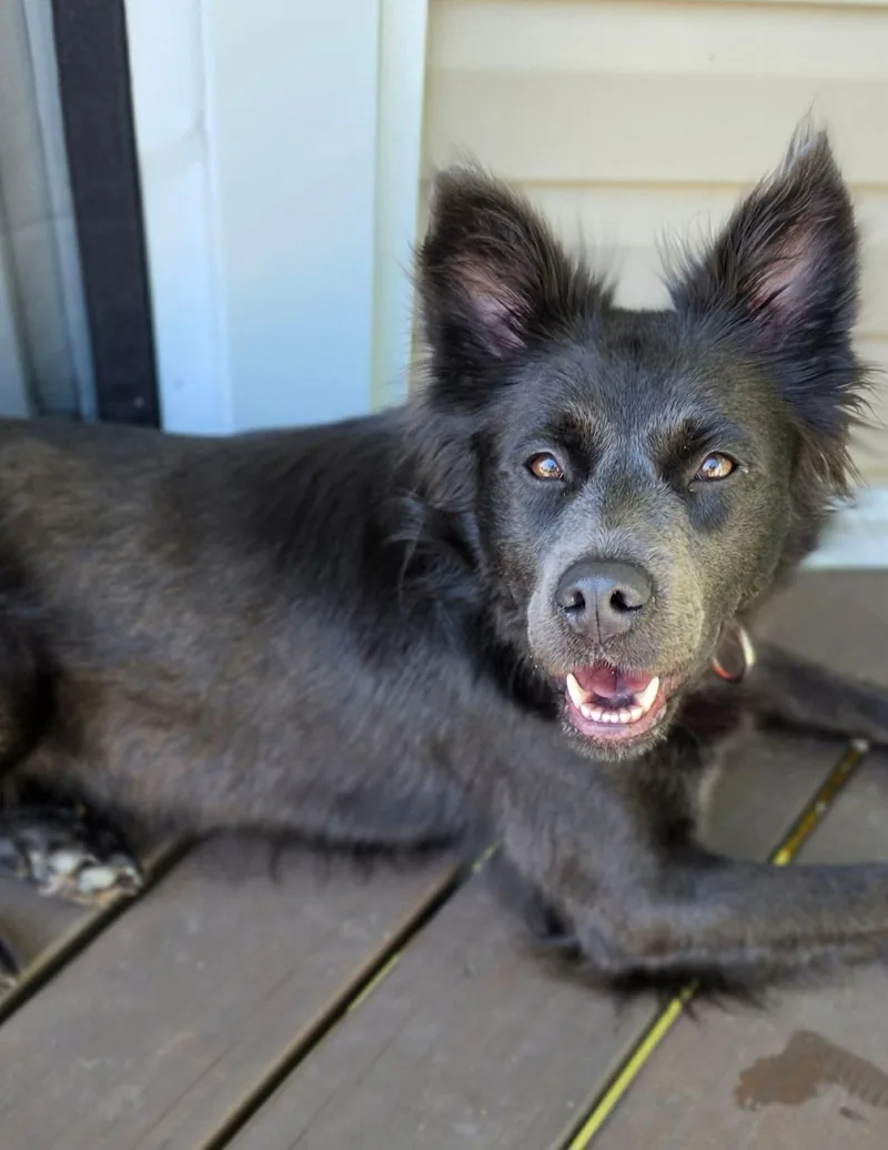 A young medium-sized female Mixed Breed dog named Gianna for adoption in Highland, NY