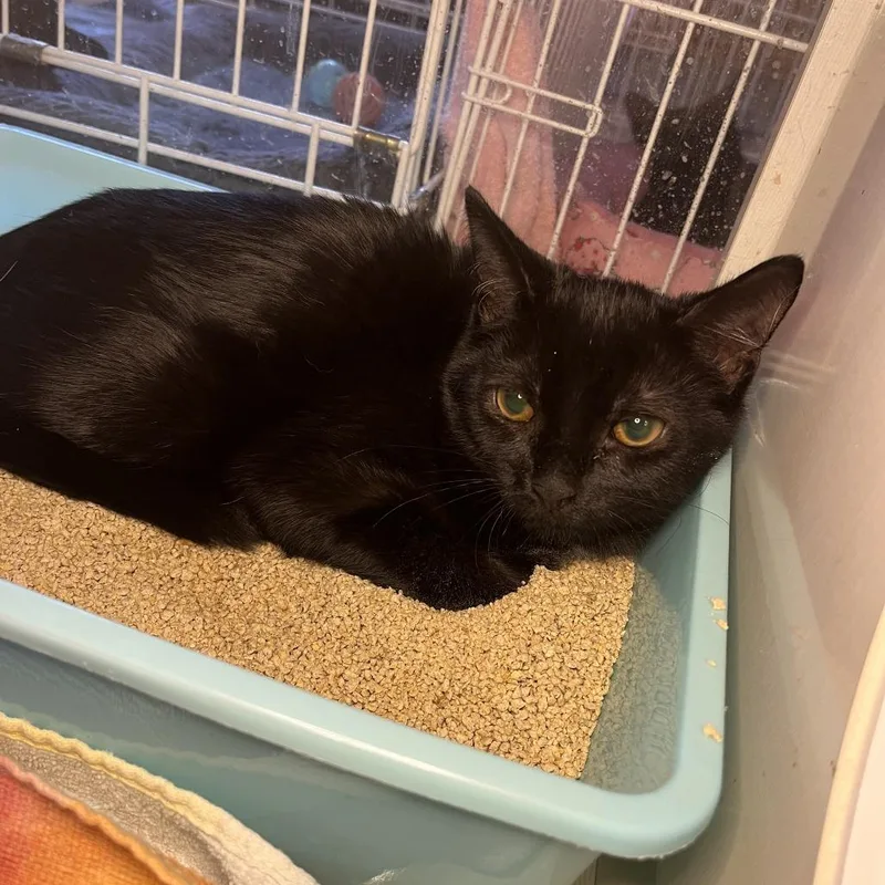 A baby small-sized female Domestic Short Hair cat named Butter Dish for adoption in Salisbury, MA