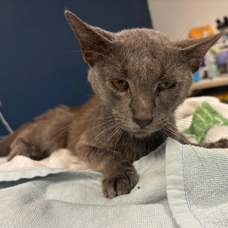 An adult medium-sized male Gray / Blue / Silver Domestic Short Hair cat named Bowie for adoption in Newark, NJ