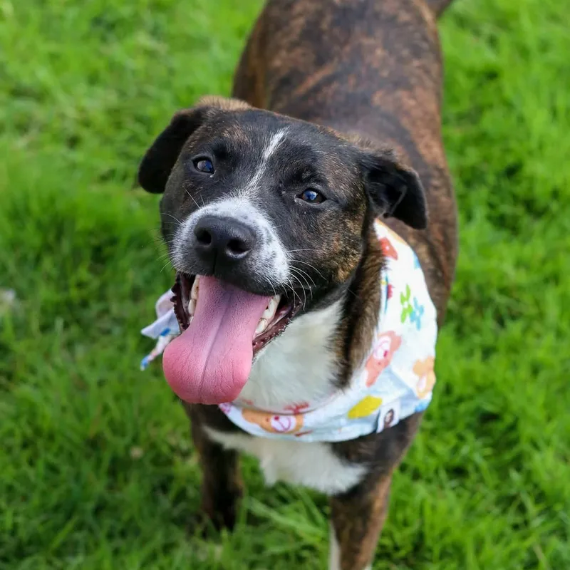 Rocco "forever Yours." thumbnail 2