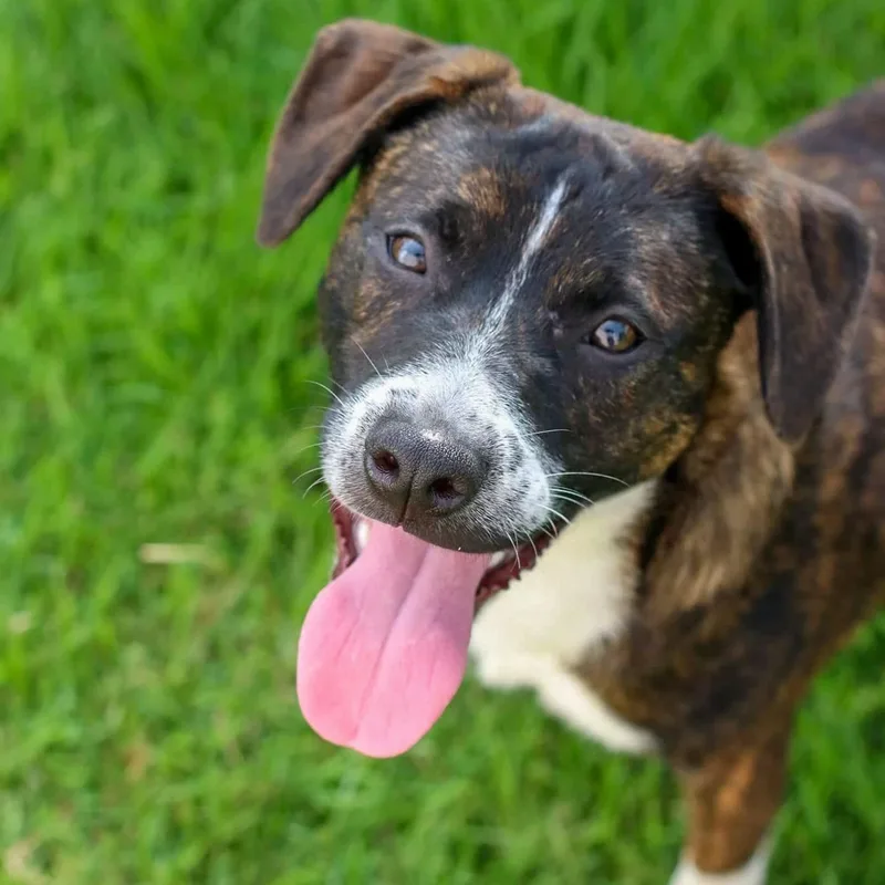 Rocco "forever Yours." thumbnail 4