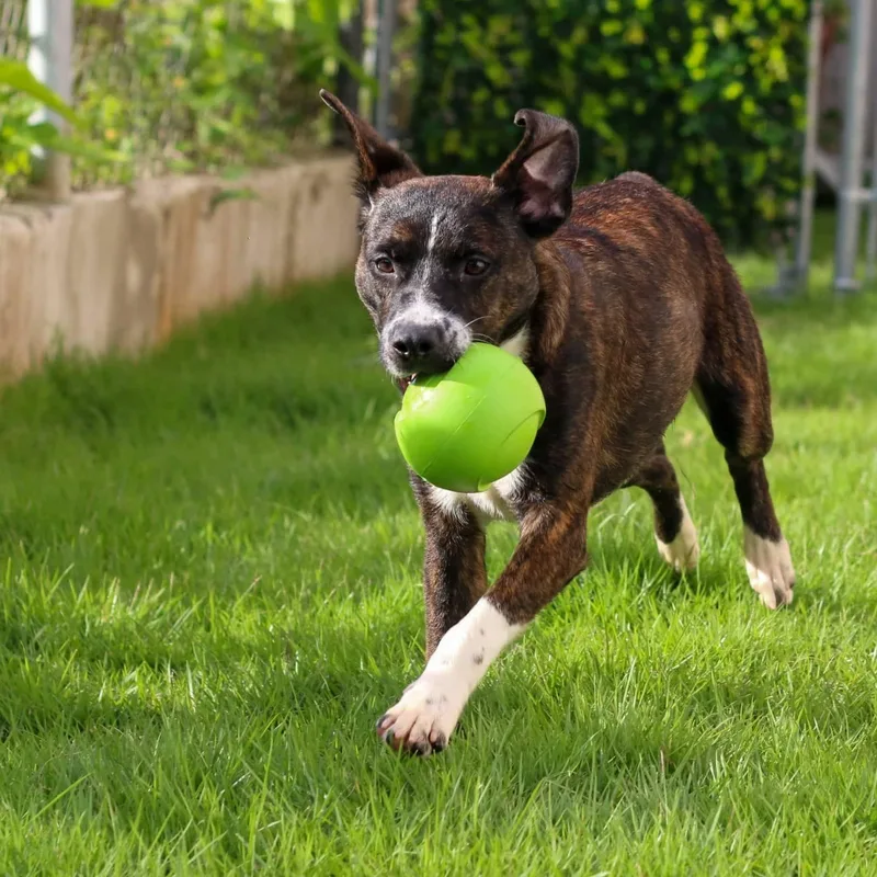 Rocco "forever Yours." thumbnail 6