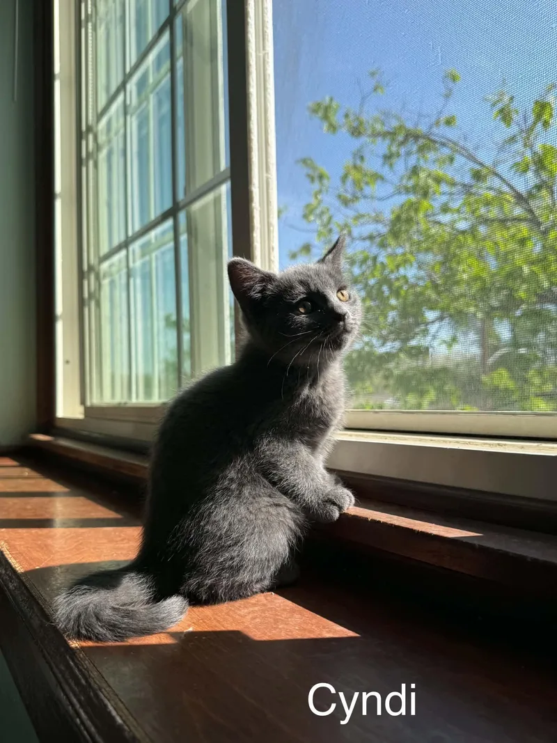 A baby medium-sized female Gray / Blue / Silver Domestic Short Hair cat named Cyndi for adoption in West Des Moines, IA