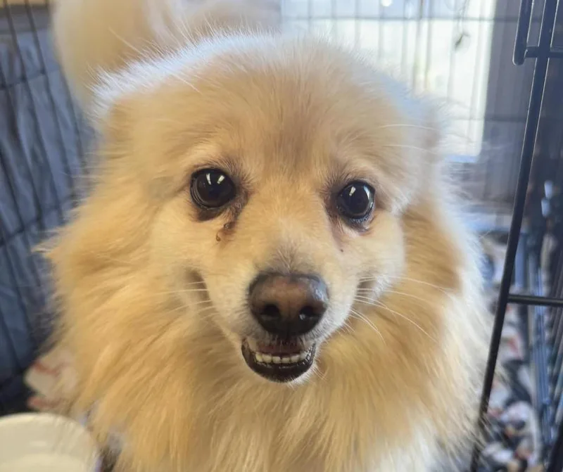 An adult small-sized female Yellow / Tan / Blond / Fawn Pomeranian dog named Mila for adoption in Euclid, OH