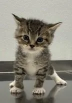 A baby medium-sized male Tabby (Brown / Chocolate) Domestic Short Hair cat named Maxwell for adoption in Pella, IA