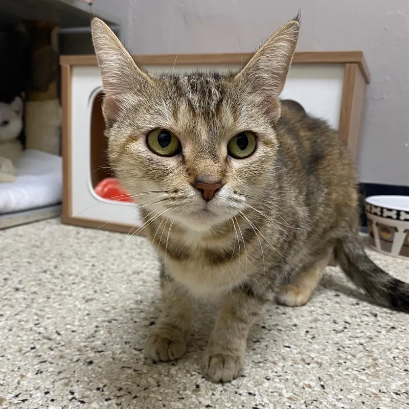 A young small-sized female Domestic Short Hair cat named Quattro for adoption in Los Angeles, CA