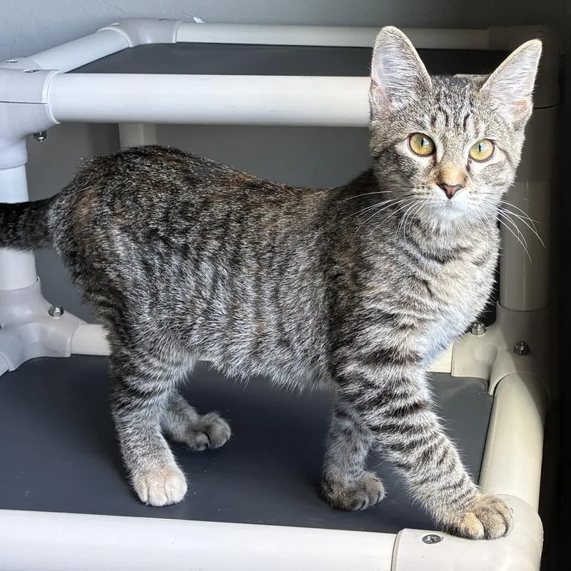 A baby small-sized female Gray / Blue / Silver Domestic Short Hair cat named Bonnie for adoption in Ponca City, OK