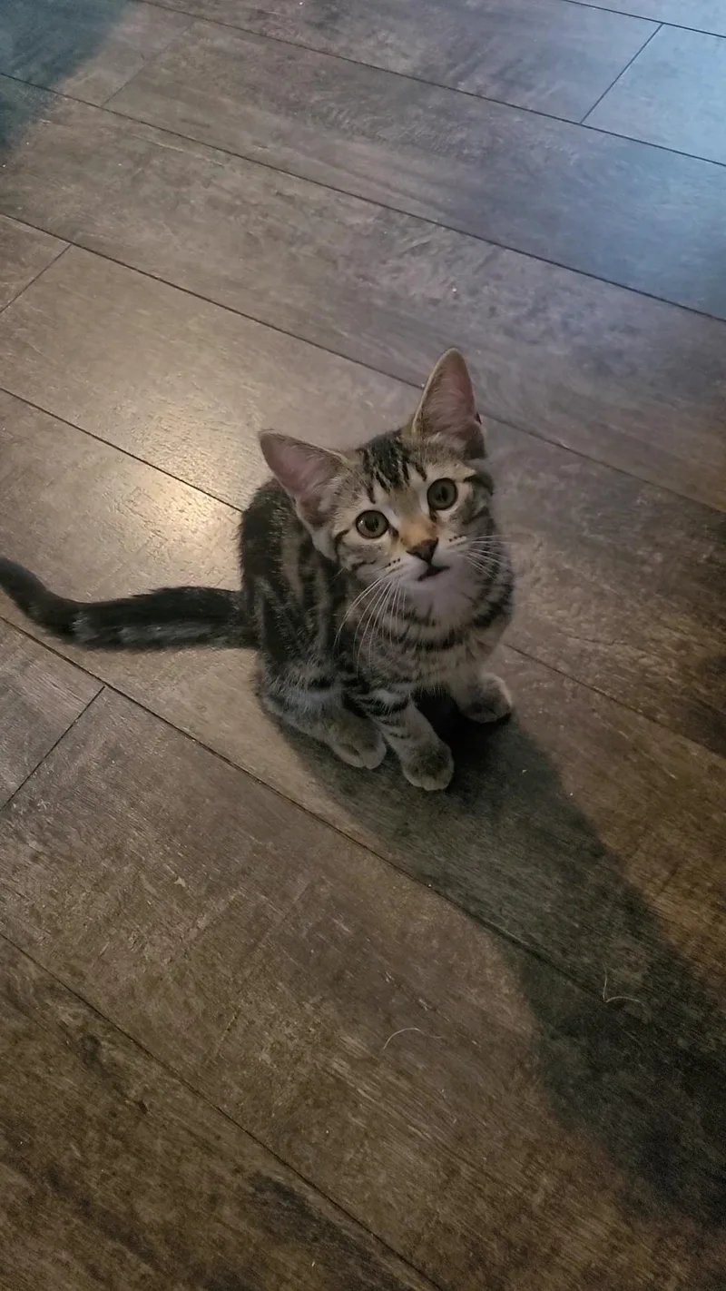 A baby small-sized female Smoke Tabby cat named Tenny for adoption in Escalon, CA
