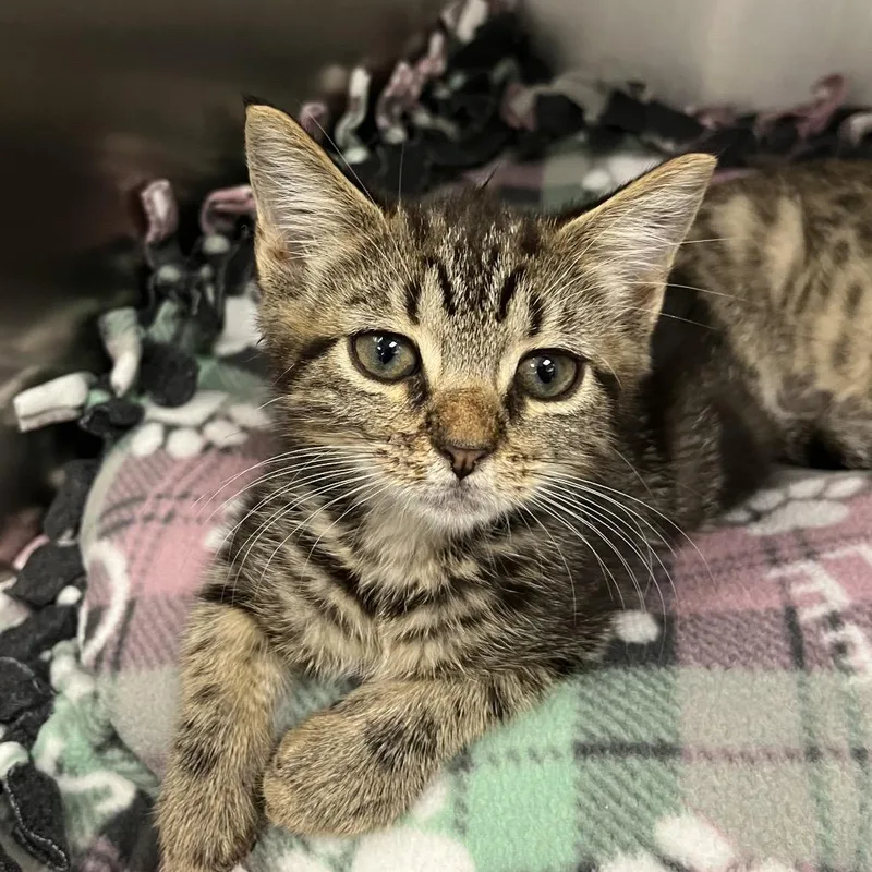 A baby small-sized female Brown / Chocolate Domestic Short Hair cat named Mabel for adoption in West Palm Beach, FL