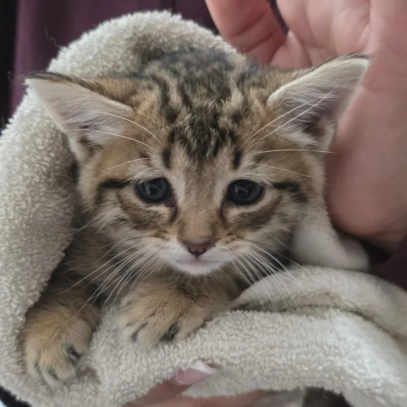 A baby small-sized female Brown / Chocolate Domestic Short Hair cat named Pocus for adoption in Fort Collins, CO